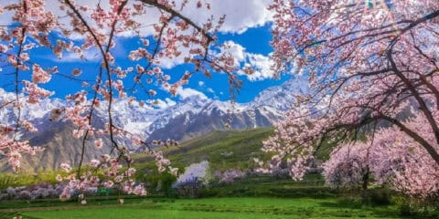 Hunza valley, Gilgit Baltistan - Pakistan in cherry blossom season