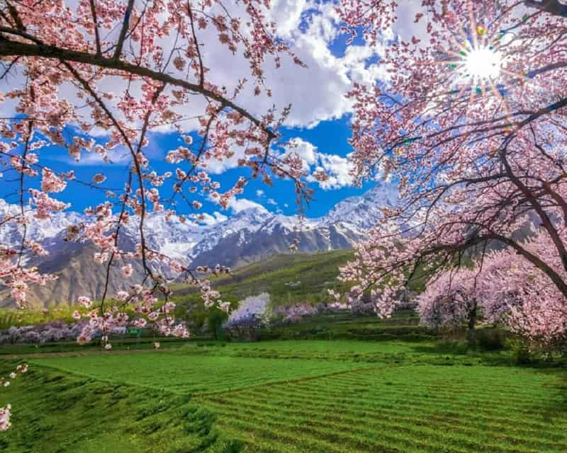 Hunza valley, Gilgit Baltistan - Pakistan in cherry blossom season