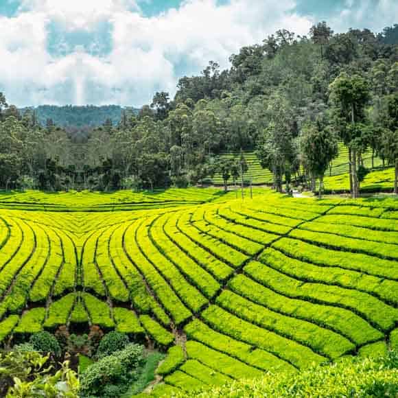 Kandy to Nuwara Eliya — tea country